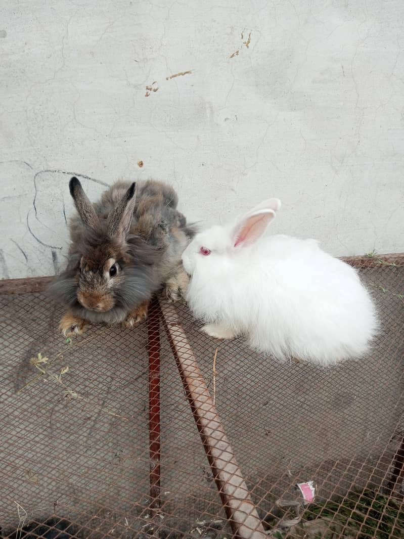 Fancy rabbit pair 2