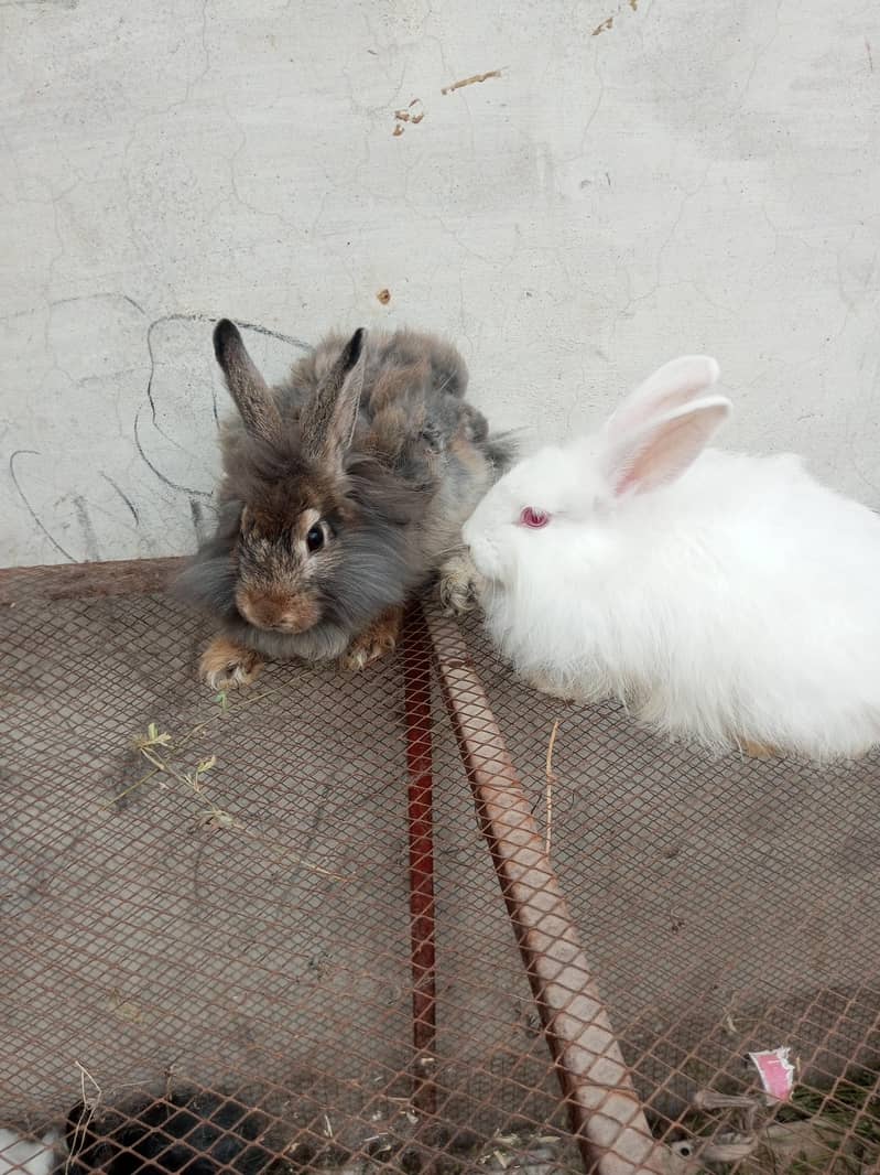 Fancy rabbit pair 3