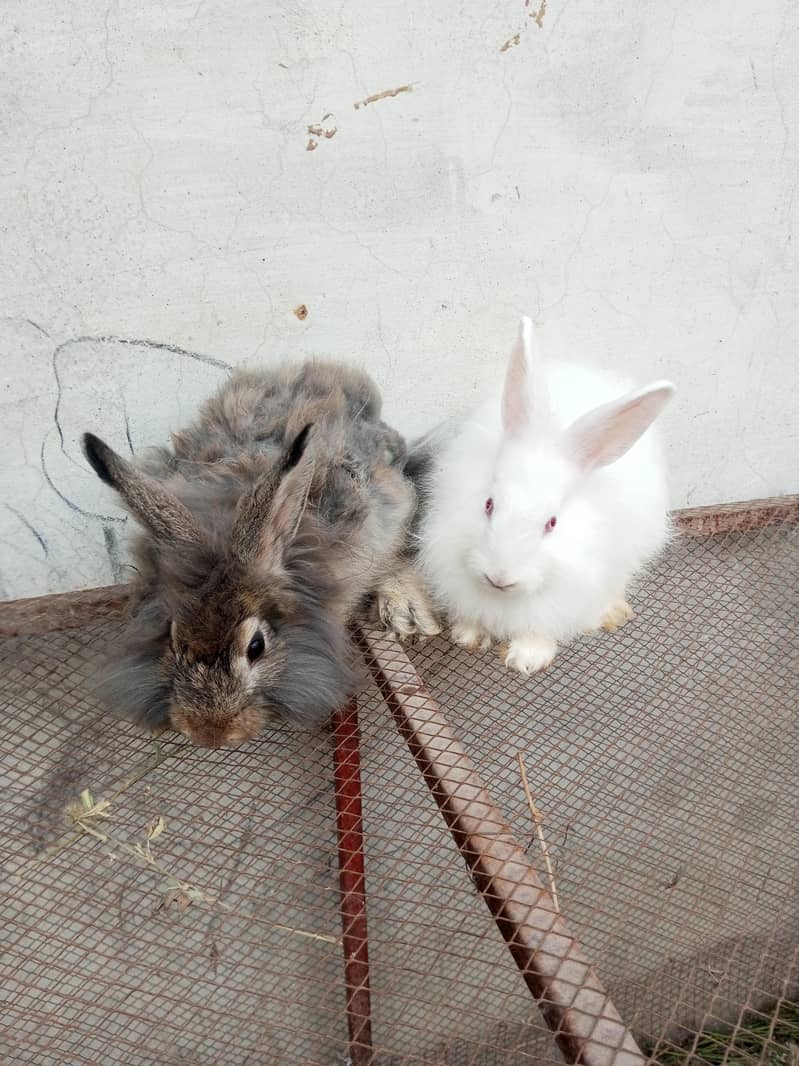 Fancy rabbit pair 4