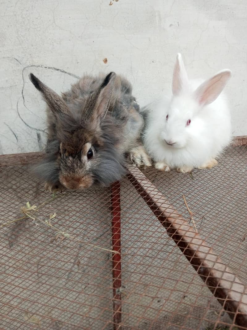 Fancy rabbit pair 5