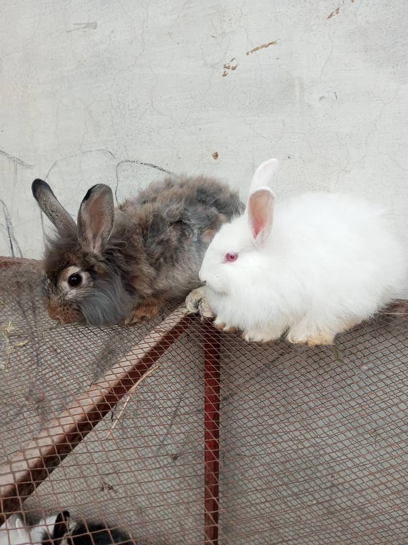 Fancy rabbit pair 6