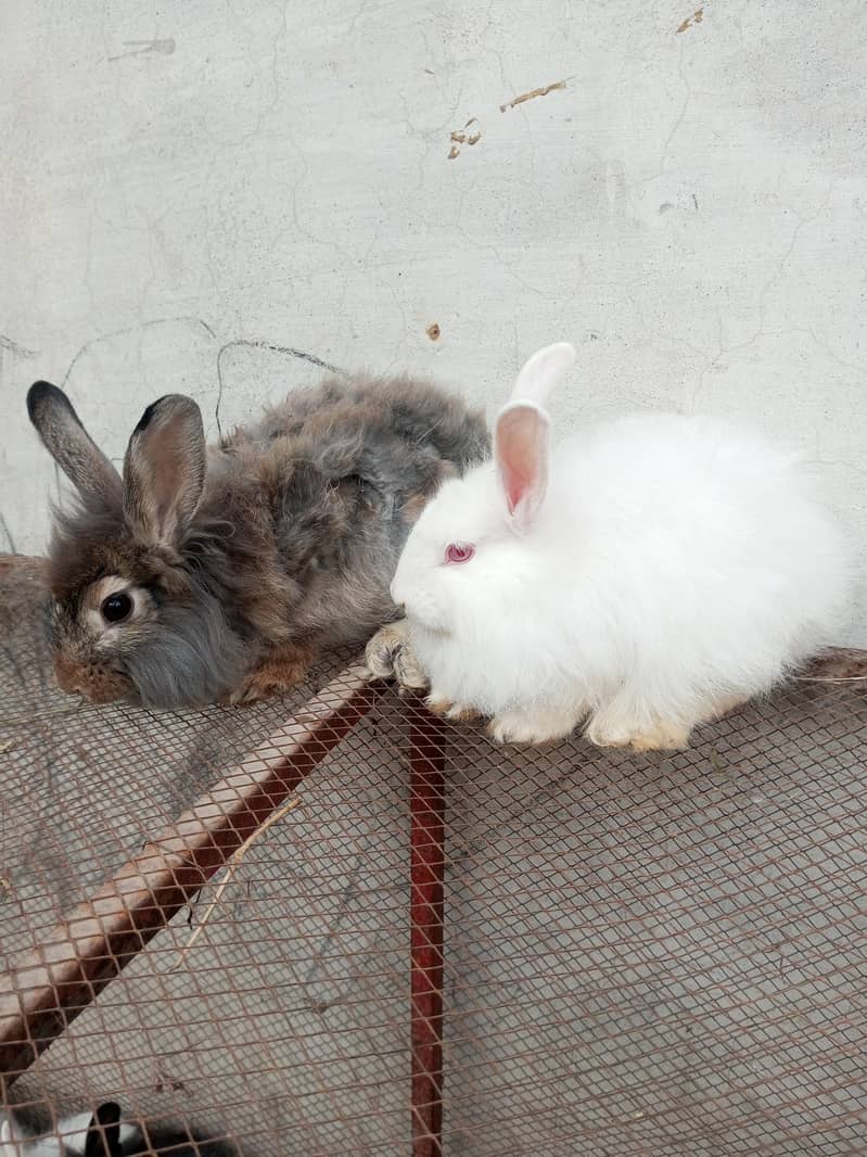 Fancy rabbit pair 7