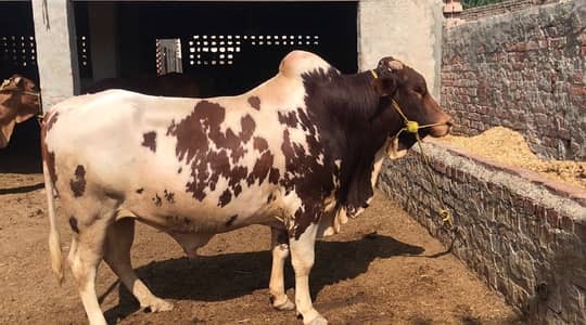 Qurbani ka bachra