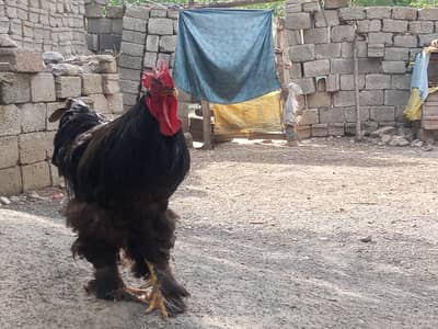 Pure Black Brahma Rooster for sale