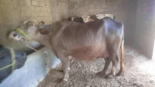 bhains for qurbani 5 mann pori h