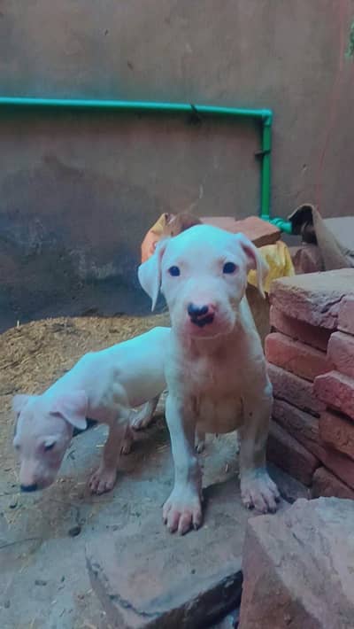 Bull terrier pure