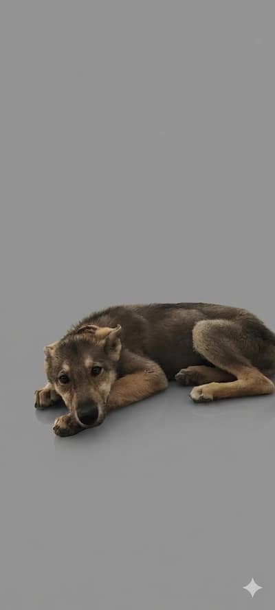 gsd male puppy sale islye kr rha hn k grmi bht he or care nhi kr pa rh