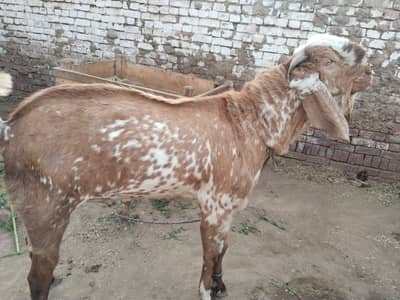 makhi chena bakra & qurbani 2026