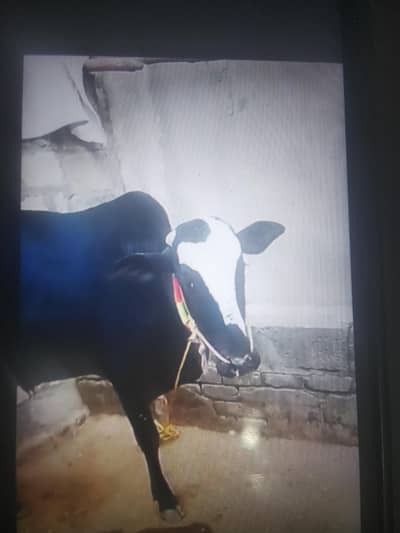 urgent ,Desi male cow