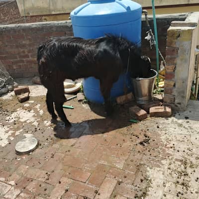 andal Bakra big size