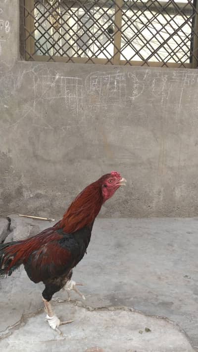 aseel mianwali