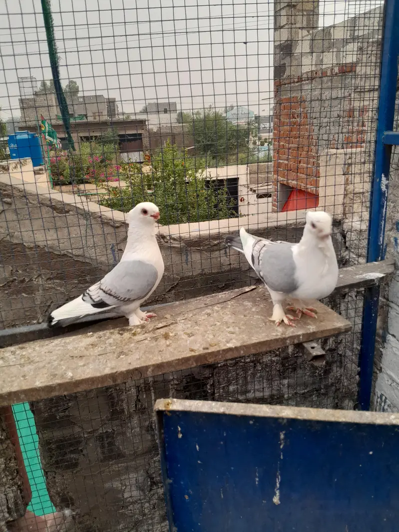 sentinet blue baar bredar pair — photo 3