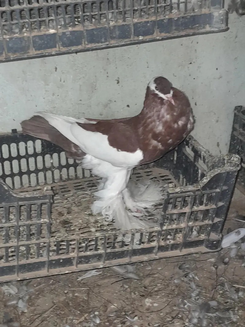 sentinet blue baar bredar pair — photo 4