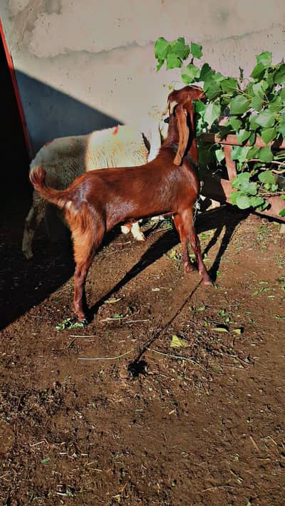 qurbani waly bakry for sale