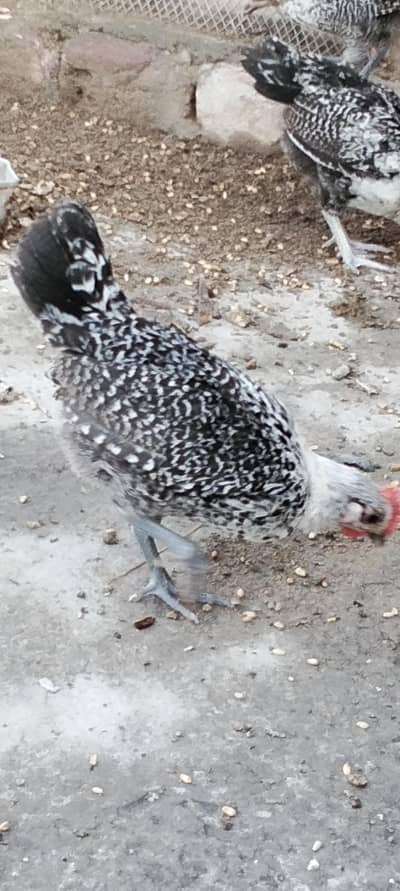 Egyptian fayoumi male