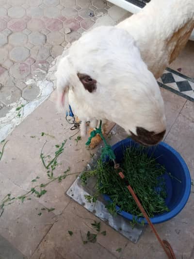 Urgent Sale Chatara Healthy & Active, weight 50 KGi