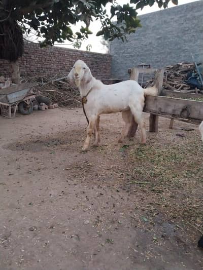 Male goat beautiful white colour me