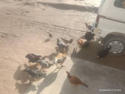 pure aseel 6 murgian aur 1 murga  andon ke liye tayaar vaccinated
