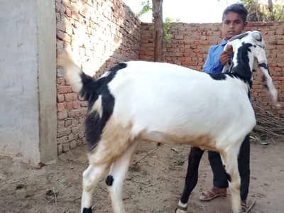 Bakra and Cow  03417748986