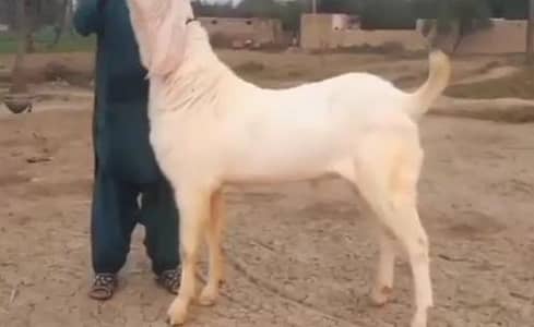 Qurbani ke liye Bakra For Sale/03229844345)