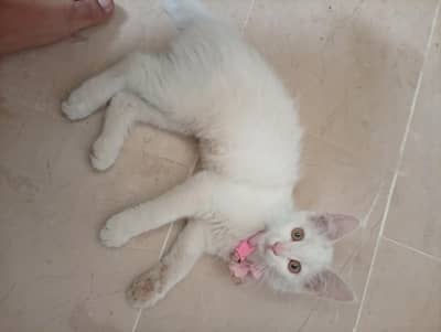 cat for sale