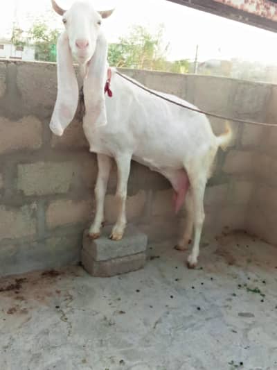 bakri