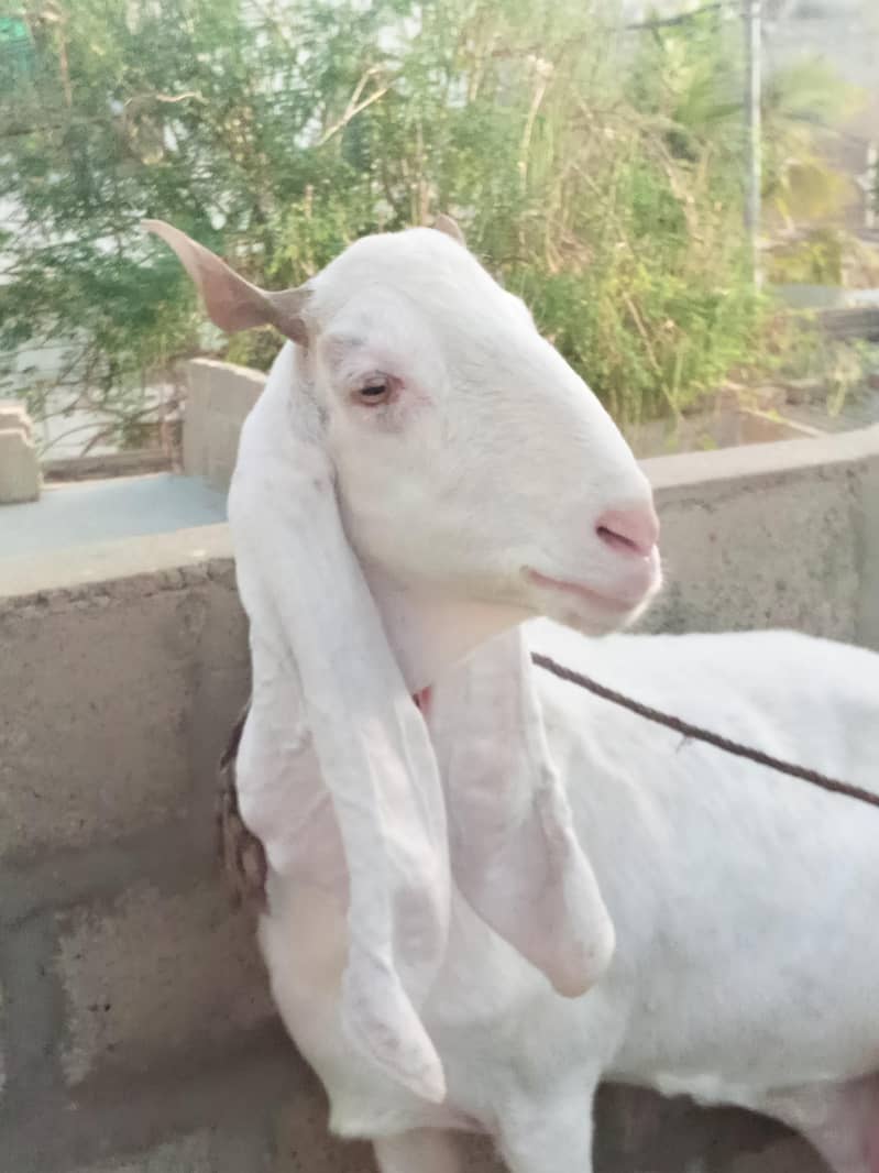 bakri 1