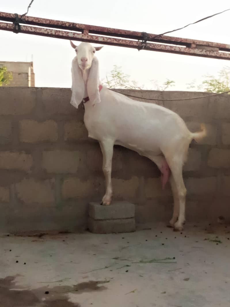 bakri 2