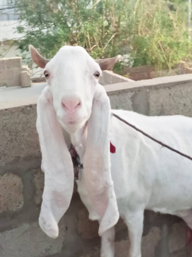 bakri 3