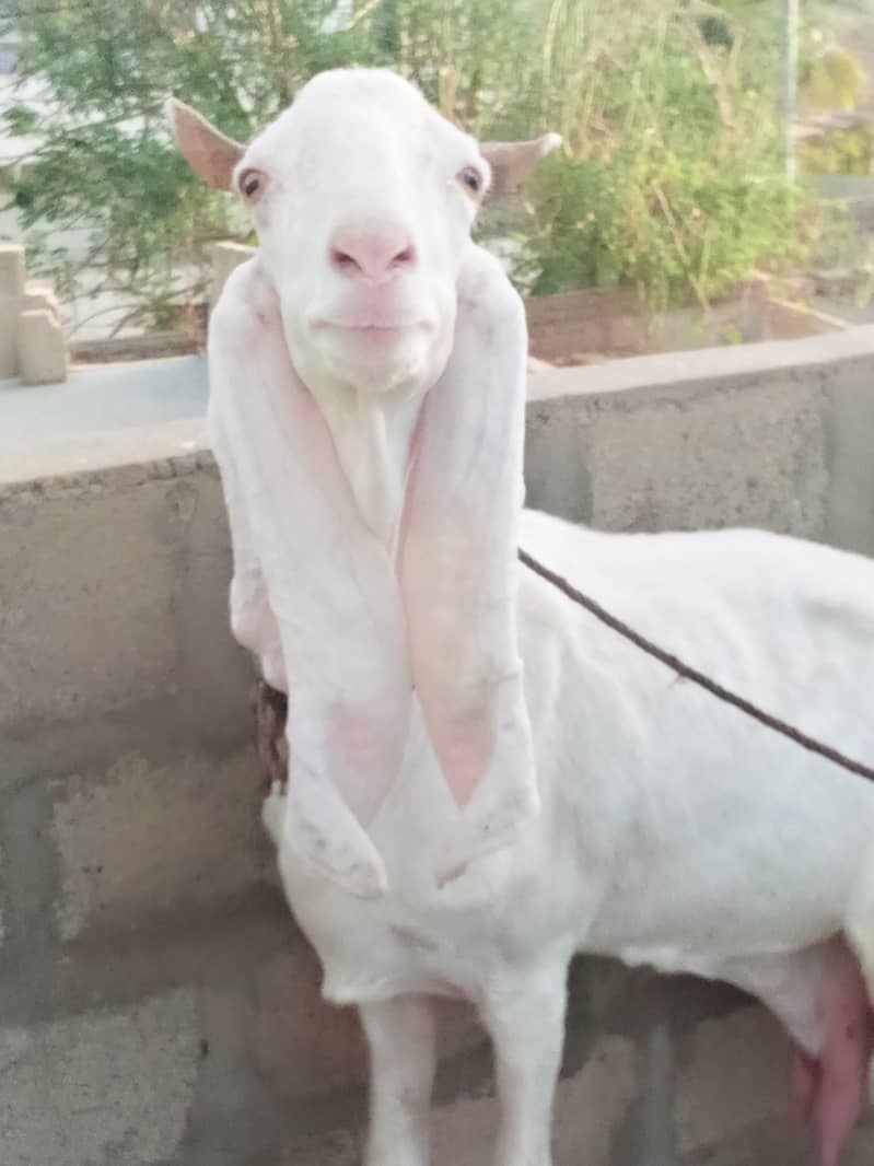 bakri 4