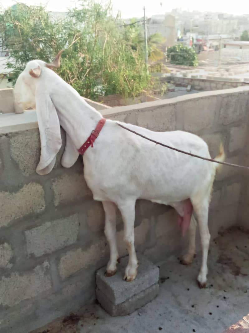 bakri 5