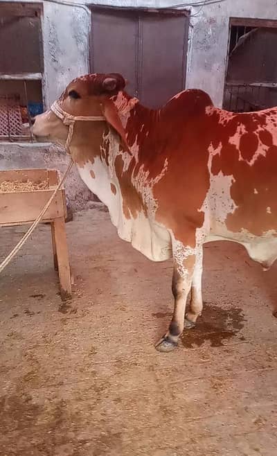 fresh donda for qurbani ghr ka pallla Desi wacha 03204581798