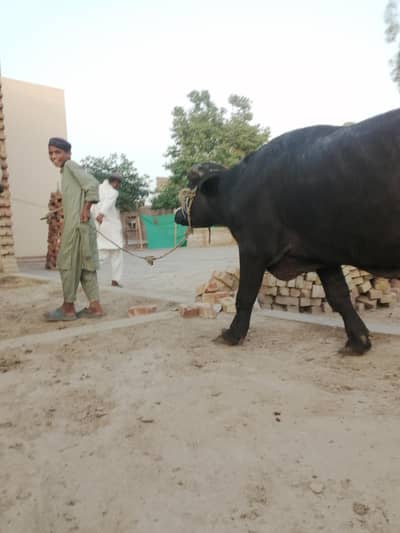2dant jhotta for QURBANI 03421217945 p call ya WhatsApp kren