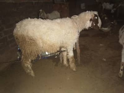 chatra for sale gar ka