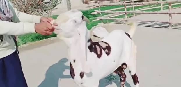 Sierra print qurbani ke liye Bakra for sale. 03207353028
