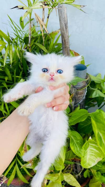 Persian triple coated Persian kittens cats male &  female