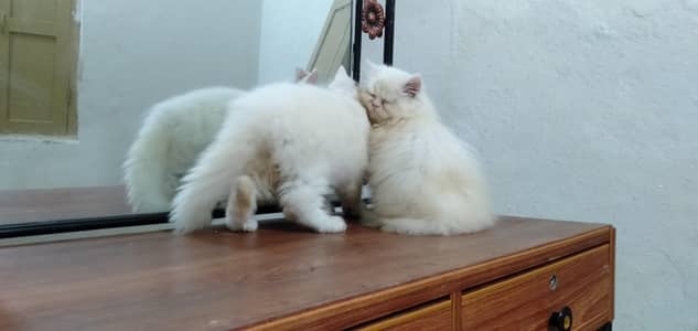 Persian kitten available for sale 