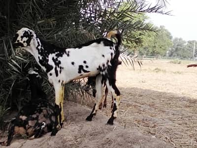 Bakra for sale