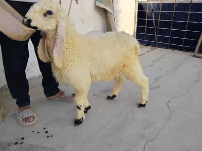 sheep for sell