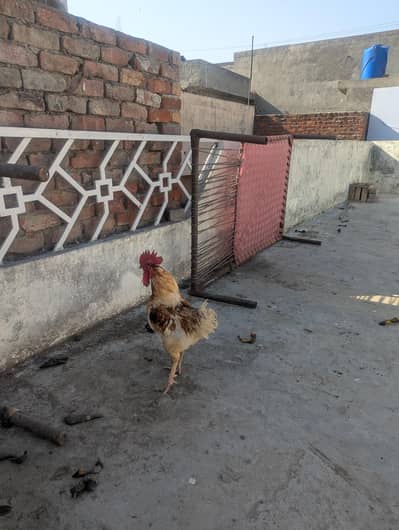 5 Egg lying Golden Misri Hens And One Rooster For Sale