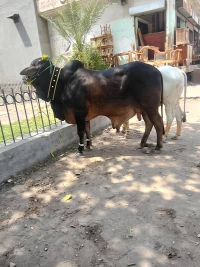 Bull,vacha,cow bull for qurbani 2026