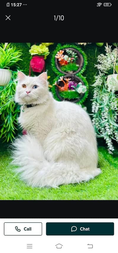 Persian cat for sale male or female my WhatsApp number03313091788