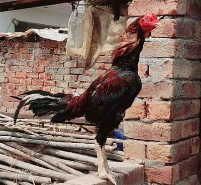 pure aseel pakistani murga with cross madi for sale