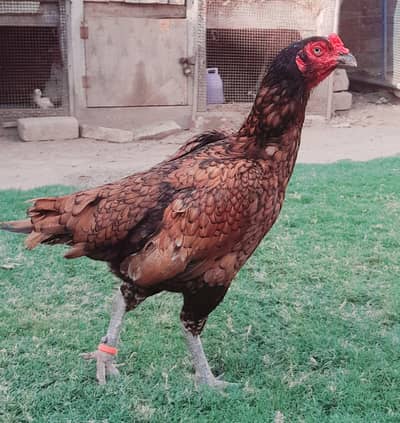 pure aseel  cross madi for sale
