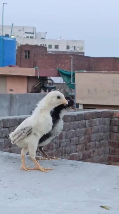 aseel murgi with 3 chicks