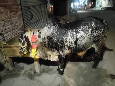bull,vacha,cow bull