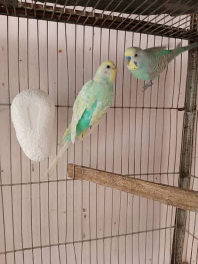 Rainbow budgies pair