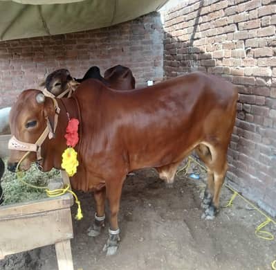 Bull,bachra,vacha,cow bull