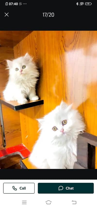 Persian cat for sale male or female my WhatsApp number03313091788