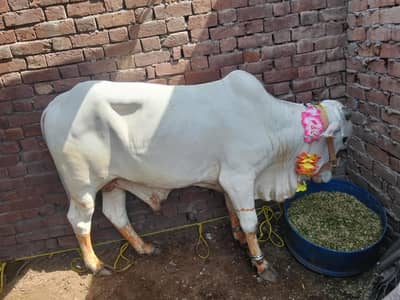 Bull,vacha, bachra, cow bull